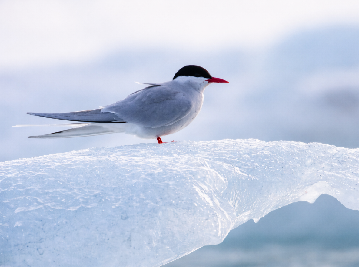 Arctic Tern at Jökulsárlón