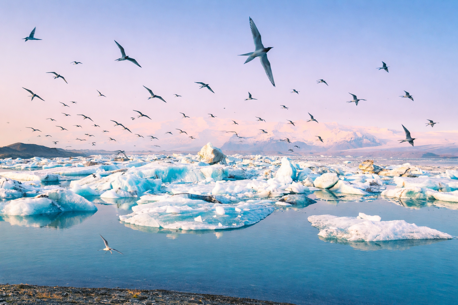 Seabirds at Jökulsárlón Glacier Lagoon