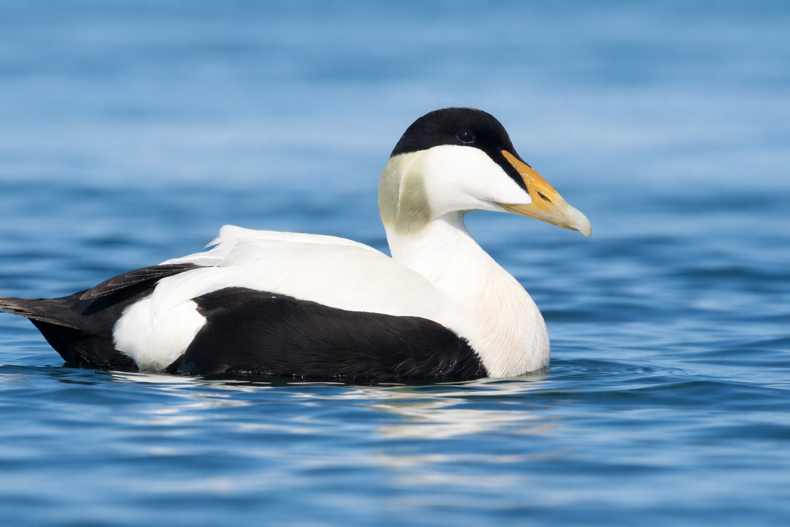 Common Eider