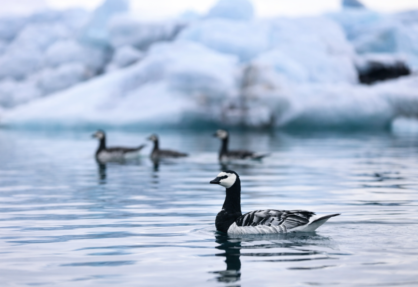 Barnacle Goose at Jökulsárlón