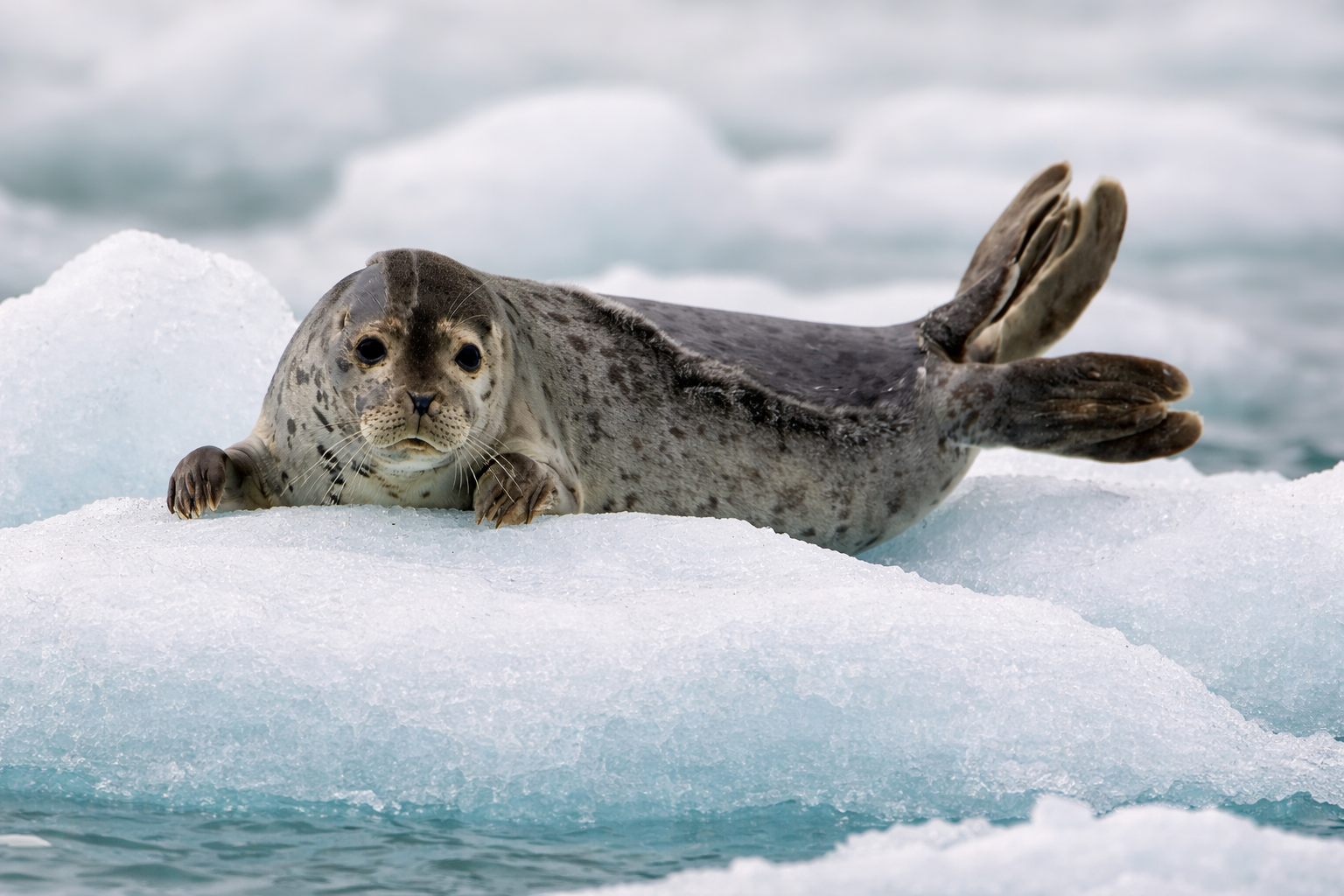 Harbor Seal at Jökulsárlón