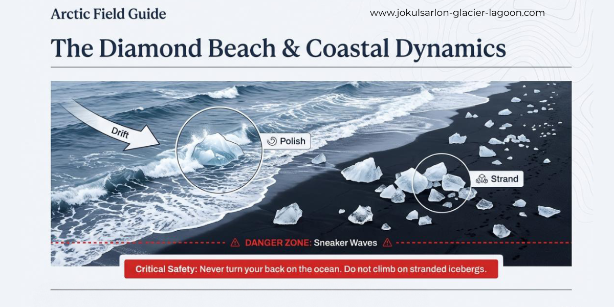 The Diamond Beach & Coastal Dynamics Infographic