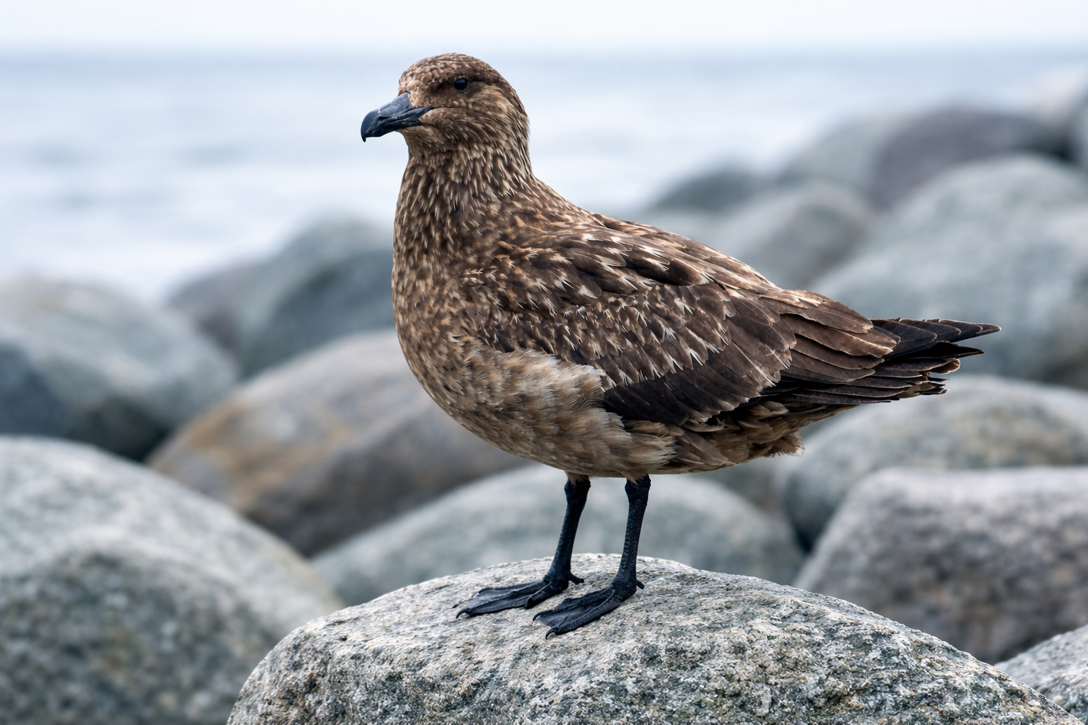 Great Skua at Jökulsárlón